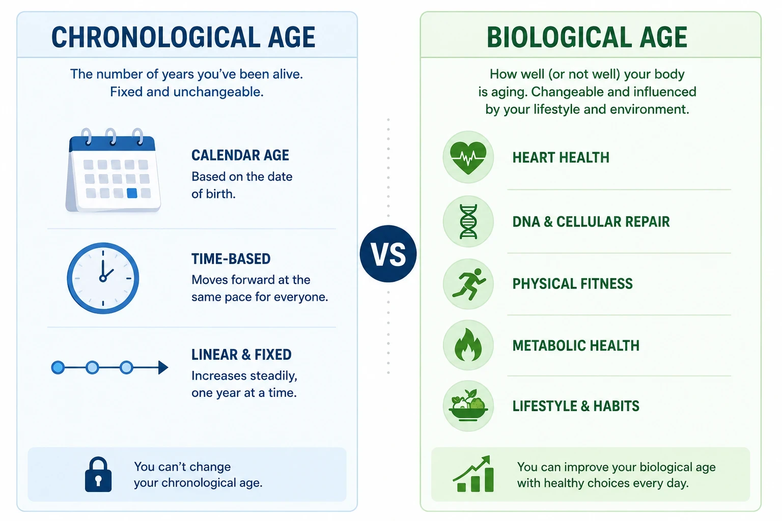 Side-by-side comparison of chronological age and biological age infographic chart